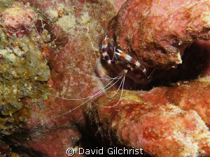 Shrimp sp. , upside down under a ledge, Roatan. by David Gilchrist 
